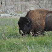  Theodore Roosevelt National Park